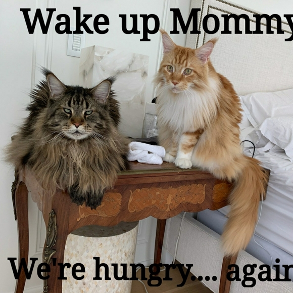 Meet the boys! - Picture 3 of 13